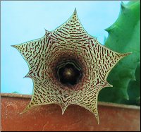 Huernia loeseriana